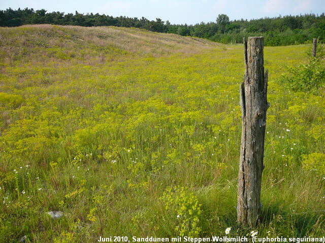 a_Steppen-Wolfsmilch_Juni_2010_Viernheimer_Heide_NSG_Glockenbuckel_134