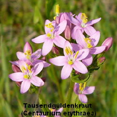 a_Tausendguldenkraut_Juni_2010_Viernheimer_Heide_NSG_Glockenbuckel_008_250
