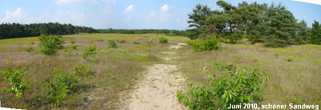 a_Viernheimer_Glockenbuckel_Weg_001