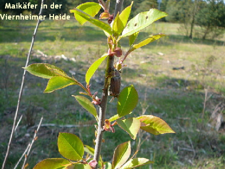 Waldmaikfer April 2010 Viernheimer Heide + Garten 073