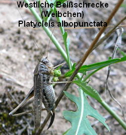 a_Westliche_Beissschrecke__Platycleis_albopunctata__Weibchen_Sept_2010_Huett_u