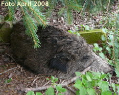 Wildschwein April 2008 Wildschwein Wildschwein April 2008 Wildschwein