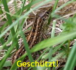 Zauneidechse Weibchen kl.