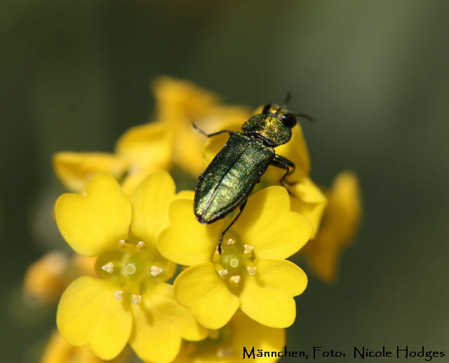 Zierlicher Prachtkfer Anthaxia nitidula Mnnchen Kfer-grn-kurzbreit-10.05_Brachstck Mlldeponie_N
