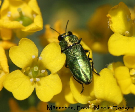 Zierlicher Prachtkfer Anthaxia nitidula  Mnnchen Kfer-grn-kurzbreit-10.05_1a Garten_N