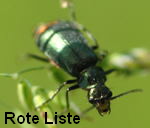 Zipfelkfer Clanoptilus geniculatus kl.