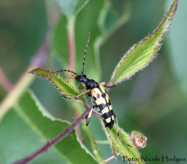 gefleckter Schmalbock-FeldwegWaldrandLorscherSee-01.06.09-2-N