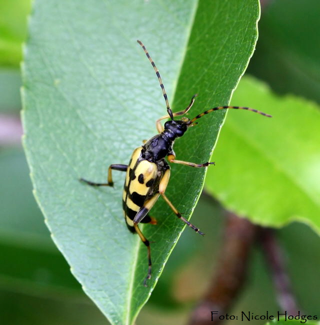 gefleckter Schmalbock-FeldwegWaldrandLorscherSee-01.06a_N