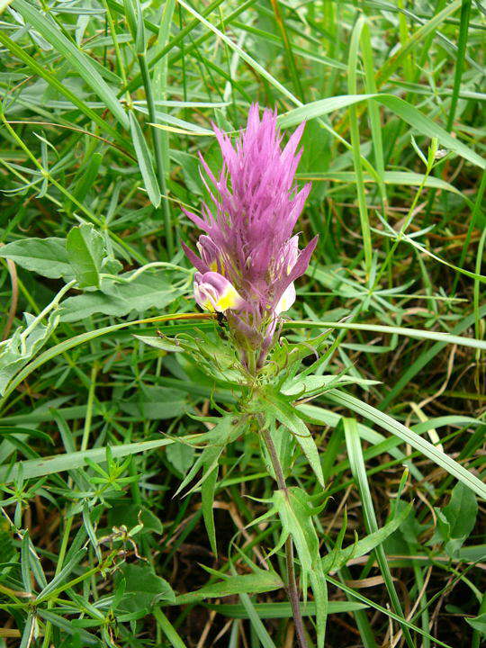Acker-Wachtelweizen - Melamyrum arvense