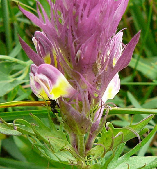 Acker-Wachtelweizen - Melamyrum arvense