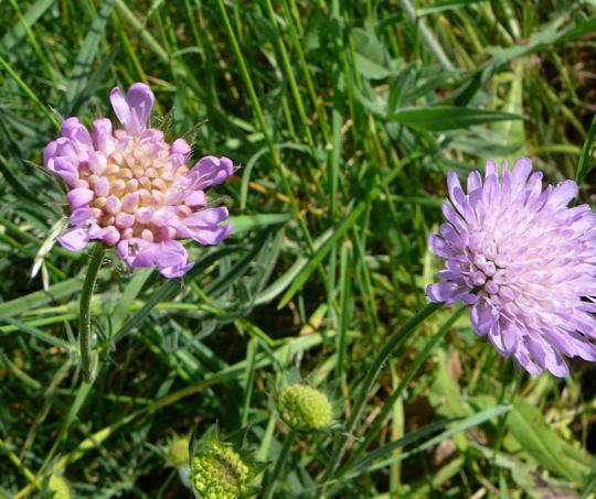 Acker-Witwenblume - Knautia arvensis
