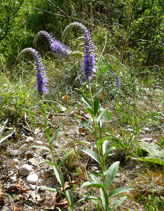 hren-Blauweiderich - Pseudolysimachium spicata