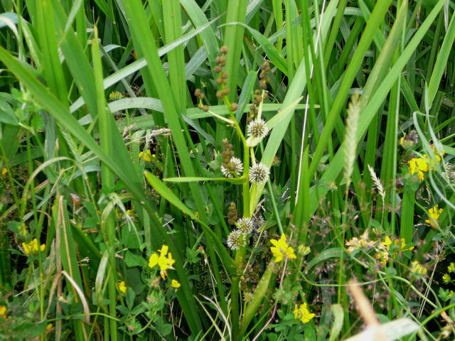 stiger Igelkolben - Sparganium erectum