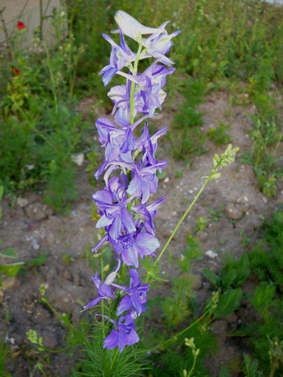 Feld-Rittersporn - Delphinium consolida
