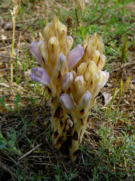 Sand-Sommerwurz - Orobanche arenaria