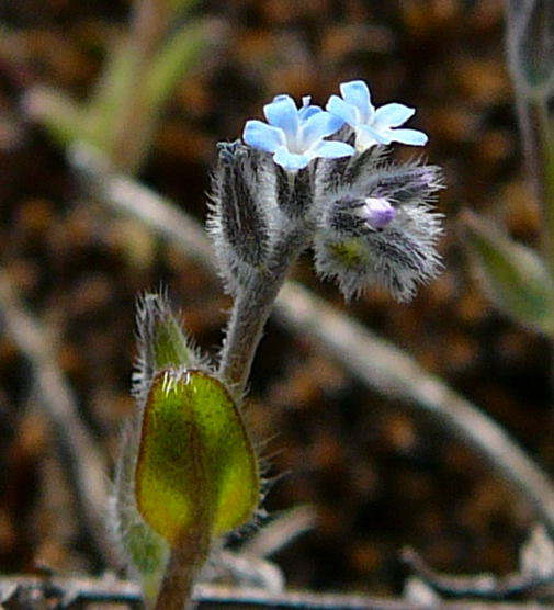 Sand-Vergimeinnicht - Myosotis stricta