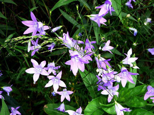 Wiesen-Glockenblume - Campanula patula