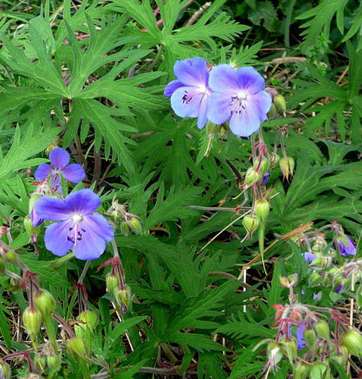 Wiesen-Storchschnabel - Geranium pratense