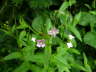 Berg-Weidenrschen - Epilobium montanum