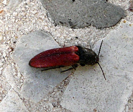 Blutroter Schnellkfer - Ampedus sanguineus