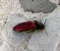 Blutroter Schnellkfer - Ampedus sanguineus