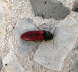 Blutroter Schnellkfer - Ampedus sanguineus