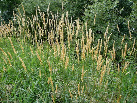Rohr-Glanzgras - Phalaris arundinaceae