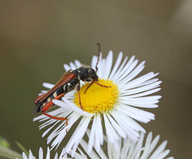 Braunrtlicher Spitzdeckenbock - Stenopterus rufus