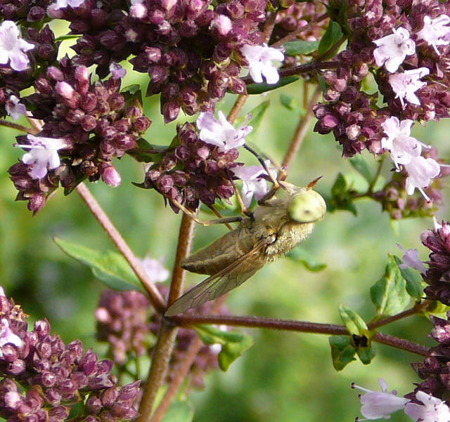 Bremse - Atylotus rusticus