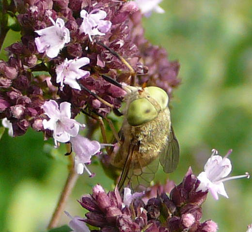 Bremse - Atylotus rusticus
