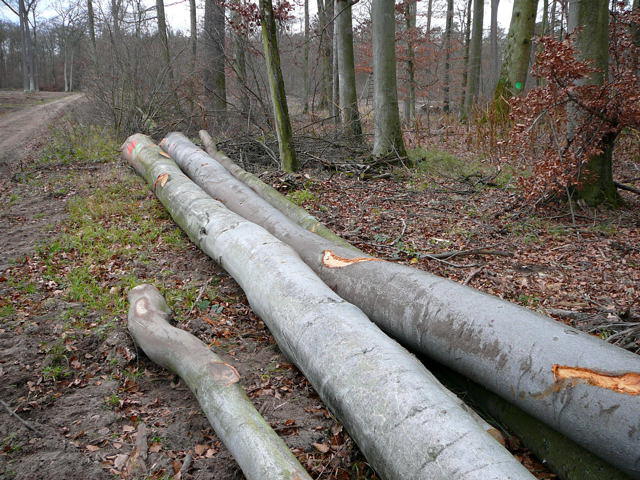 Dezember 2009 Kahlschlag im FFH-Gebiet