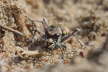 Dnen-Sandluferkfer- Cicindela hybrida