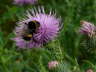 Dunkle Erdhummel - Bombus terrestris agg