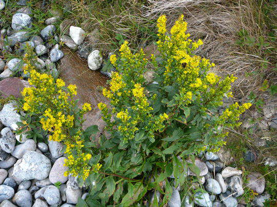 Echte Goldrute - Solidago virgaurea
