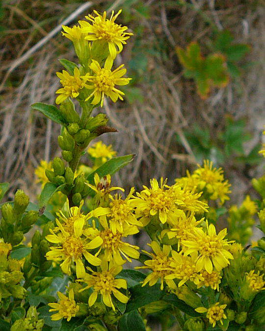 Echte Goldrute - Solidago virgaurea