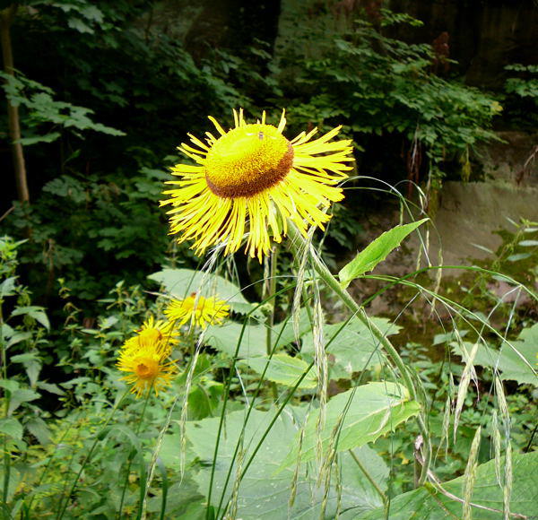 Echter Alant - Inula helenium 