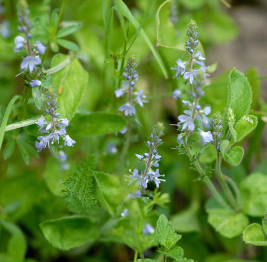 Echter Ehrenpreis - Veronica officinalis 