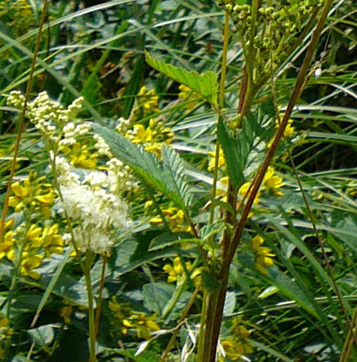 Echtes Mdes - Filipendula ulmaria