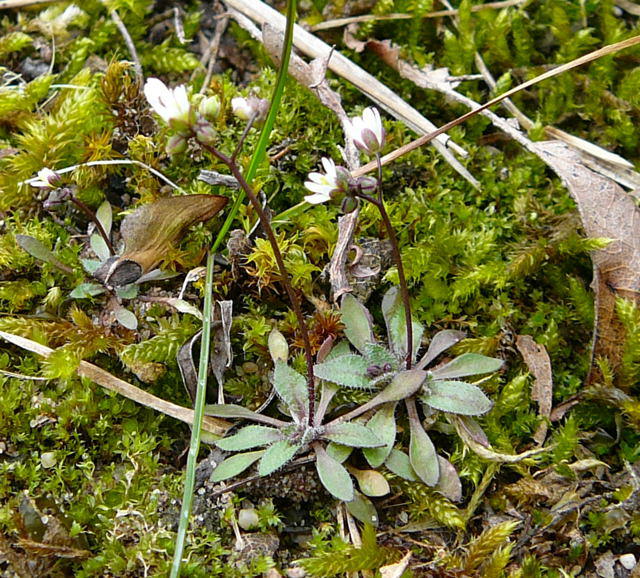 Frhlings-Hungerblmchen - Erophila verna
