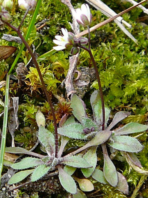 Frhlings-Hungerblmchen - Erophila verna