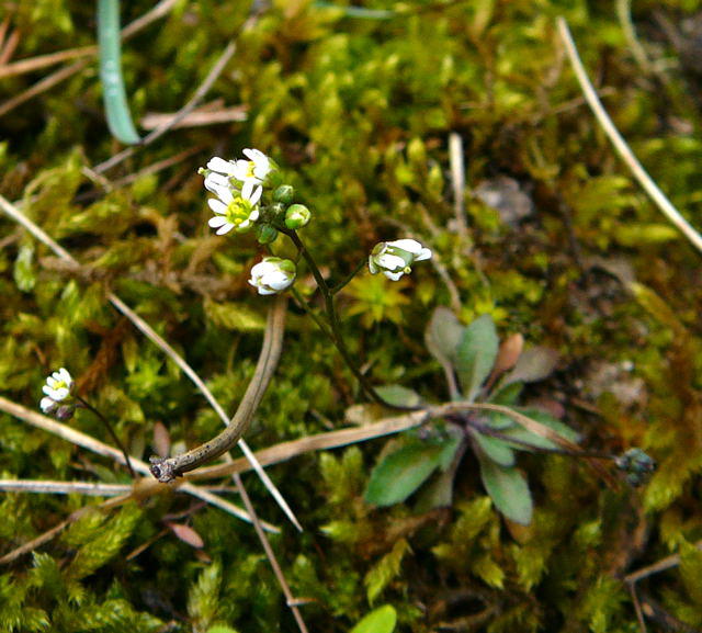 Frhlings-Hungerblmchen - Erophila verna