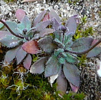 Frhlings-Hungerblmchen - Erophila verna