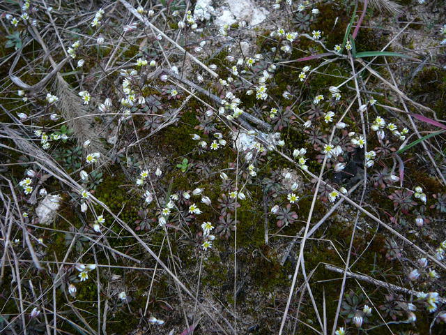 Frhlings-Hungerblmchen - Erophila verna 