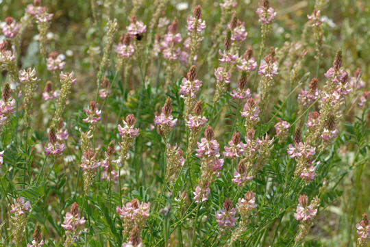 Futter-Esparsette - Onobrychis viciiflora