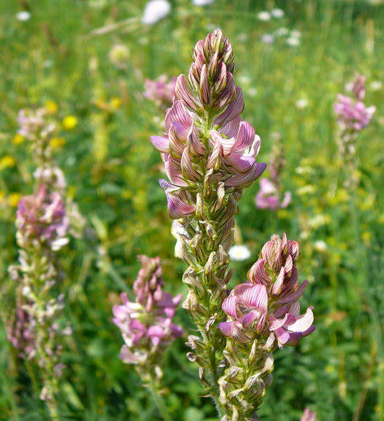 Futter-Esparsette - Onobrychis viciiflora