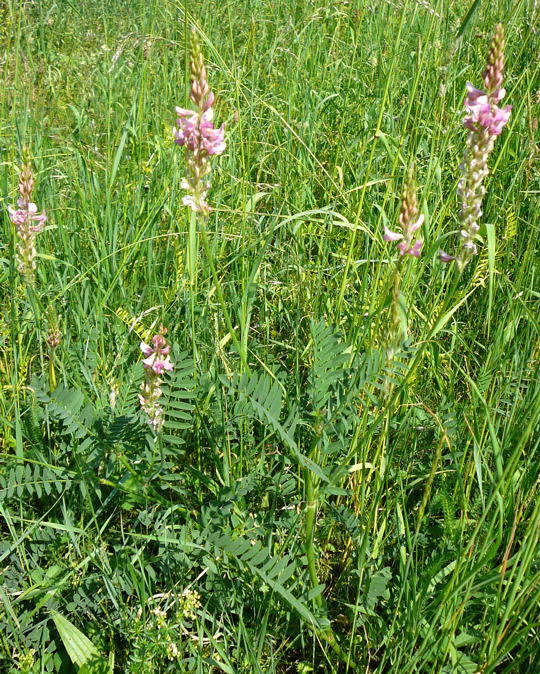 Futter-Esparsette - Onobrychis viciiflora