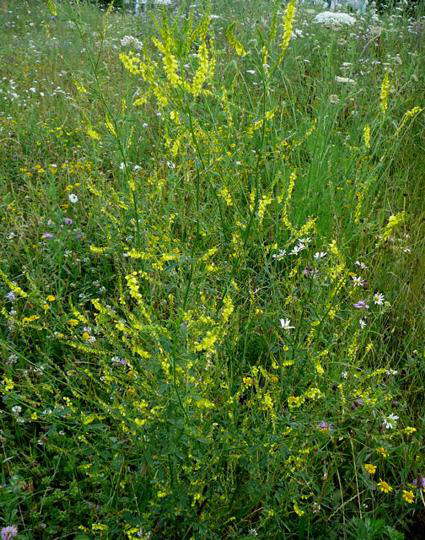 Echter Steinklee - Melilotus officinalis