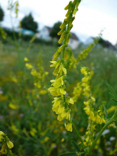 Echter Steinklee - Melilotus officinalis