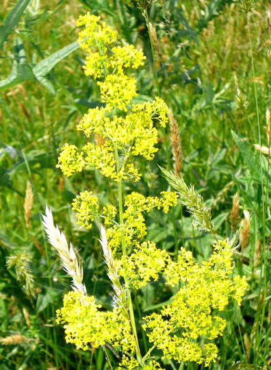 Echtes Labkraut - Galium verum