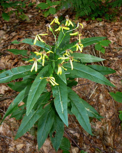 Fuchs-Greiskraut  - Senecio ovatus